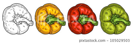Sweet bell yellow, red, green pepper. Top view. Vintage hatching vector black illustration. Sweet bell yellow, red, green pepper. Top view. Vintage hatching vector black illustration. 105029503