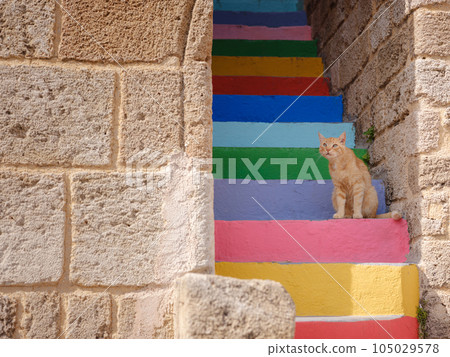 cute cats of the island of Rhodes 105029578