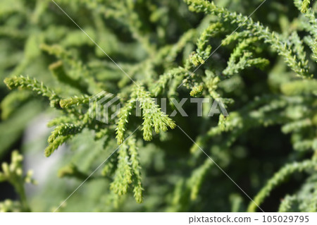 Hinoki cypress Brigitte Hinoki cypress Brigitte 105029795