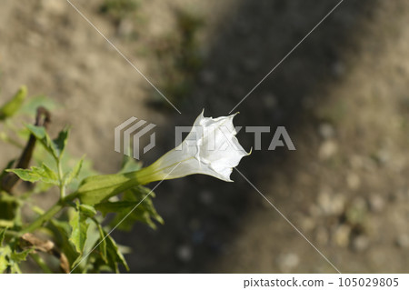 Thorn apple 105029805