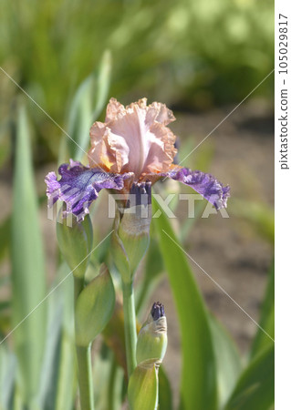 Intermediate bearded iris Flying Circus 105029817