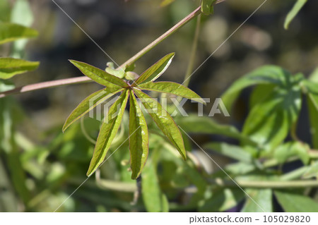 Common passion flower 105029820