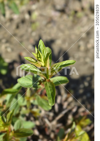 Purple loosestrife 105029839