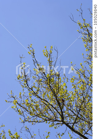 London plane London plane 105029840