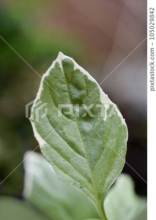 Basil Pesto Perpetuo Basil Pesto Perpetuo 105029842