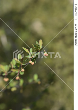 Japanese barberry Japanese barberry 105029851