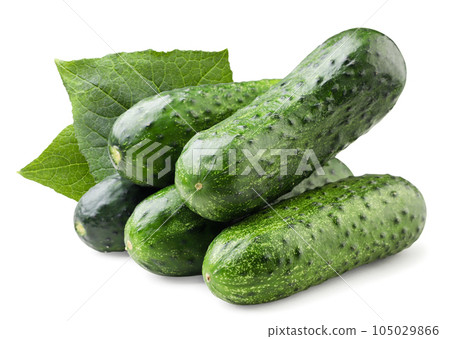 Heap of cucumbers with leaves close-up on a white background. Isolated Heap of cucumbers with leaves close-up on a white background. Isolated 105029866