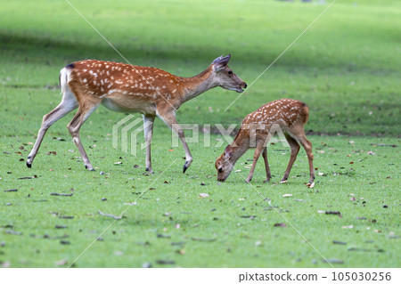 草地上的鹿 草地上的鹿 105030256