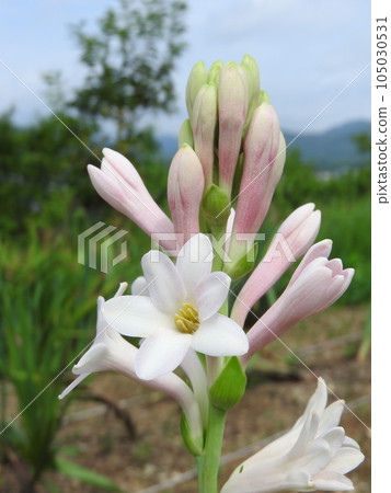 晚香玉花（也稱為 Gekkakou） 105030531