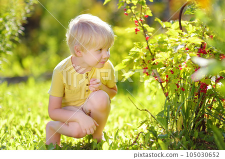 Little boy picking red currants in a domestic garden on sunny day. Outdoors activities and fun for children in summer. Little boy picking red currants in a domestic garden on sunny day. Outdoors activities and fun for children in summer. 105030652