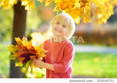 Portrait of cute preschooler boy on sunny autumn day. Child holding red yellow fallen maple leaf. Hiking with little kids. 105030752