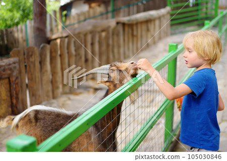 Little boy feeding goat. Child at outdoors petting zoo. Kid having fun in farm with animals. Children and animals. Fun for kids on school holidays. Little boy feeding goat. Child at outdoors petting zoo. Kid having fun in farm with animals. Children and animals. Fun for kids on school holidays. 105030846
