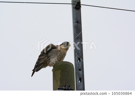 棲息在電線桿上的遊隼 105030864