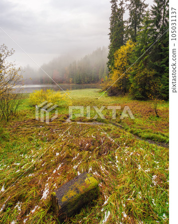 forest by the lake in fog. misty weather in the morning forest by the lake in fog. misty weather in the morning 105031137