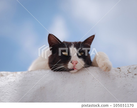 cute cats of the island of Rhodes cute cats of the island of Rhodes 105031170