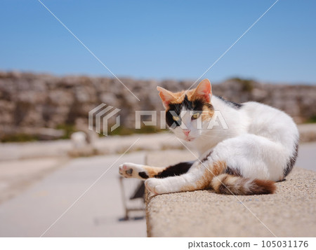 cute cats of the island of Rhodes cute cats of the island of Rhodes 105031176