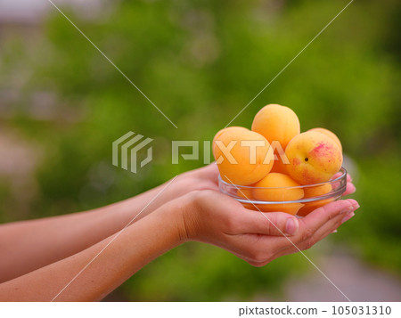woman holding bowl of fresh apricots in her hands while standing in garden 105031310