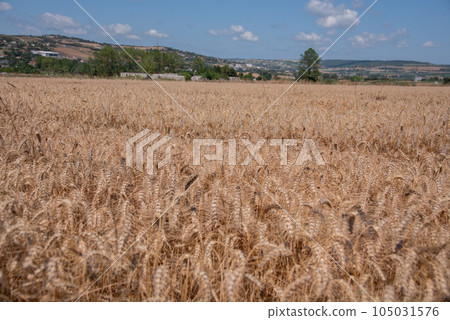 golden wheat field and sunny day. farm concept golden wheat field and sunny day. farm concept 105031576