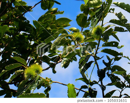 Chestnut branches with blue burs (chestnuts exposed to the sun) Chestnut branches with blue burs (chestnuts exposed to the sun) 105031631