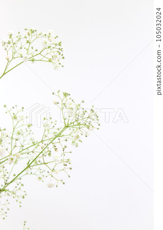 Kasumi grass white flowers (white background, copy space, simple) Kasumi grass white flowers (white background, copy space, simple) 105032024