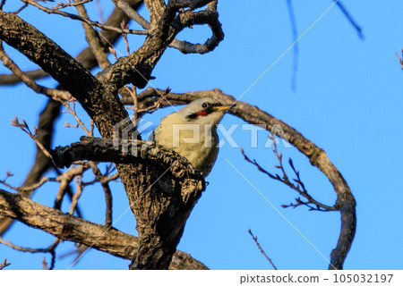 大啄木鳥 Aogera 與在森林中脫穎而出的紅頭圖案 105032197