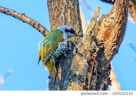 Large woodpecker Aogera with a red head pattern that stands out in the forest Large woodpecker Aogera with a red head pattern that stands out in the forest 105032210