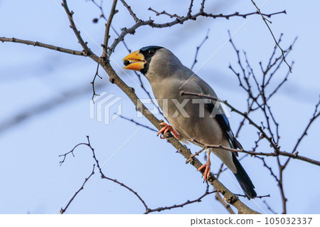 Eating bird grosbeak that rolls and turns nuts with a beak 105032337
