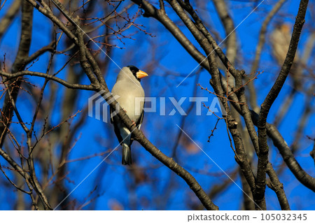 吃用喙滾動並轉動堅果的鳥grosbeak 105032345