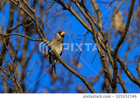 吃用喙滾動並轉動堅果的鳥grosbeak 105032346