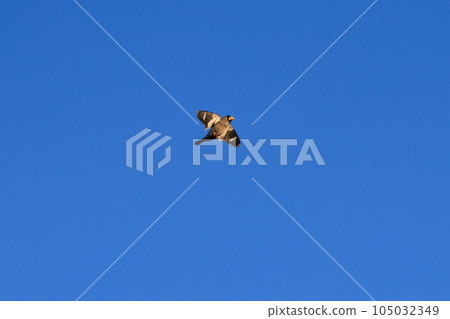 Eating bird grosbeak that rolls and turns nuts with a beak Eating bird grosbeak that rolls and turns nuts with a beak 105032349