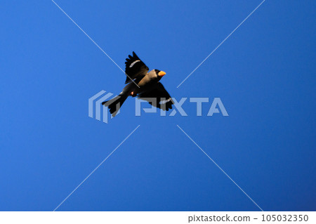 Eating bird grosbeak that rolls and turns nuts with a beak 105032350