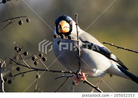 Eating bird grosbeak that rolls and turns nuts with a beak 105032353