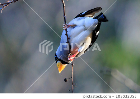 Eating bird grosbeak that rolls and turns nuts with a beak Eating bird grosbeak that rolls and turns nuts with a beak 105032355