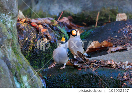 Eating bird grosbeak that rolls and turns nuts with a beak Eating bird grosbeak that rolls and turns nuts with a beak 105032367