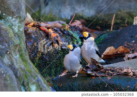 吃用喙滾動並轉動堅果的鳥grosbeak 105032368