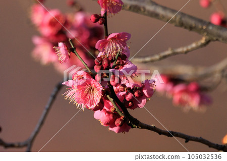 梅，預示著春天的花朵 105032536