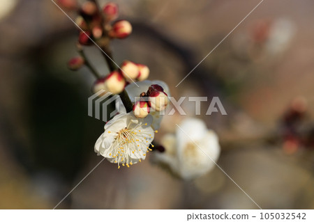 梅，預示著春天的花朵 105032542