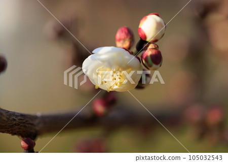 梅，預示著春天的花朵 105032543