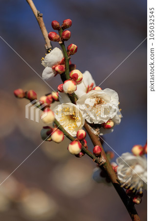 梅，預示著春天的花朵 105032545
