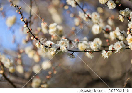 梅，預示著春天的花朵 105032546
