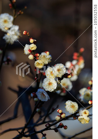 梅,預示著春天的花朵 梅,預示著春天的花朵 105032558
