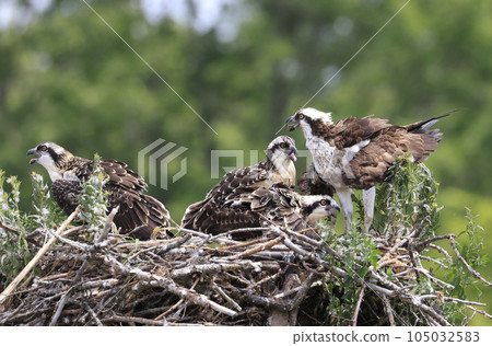 Osprey mother and chicks into the nest, Ontario, Canada 105032583