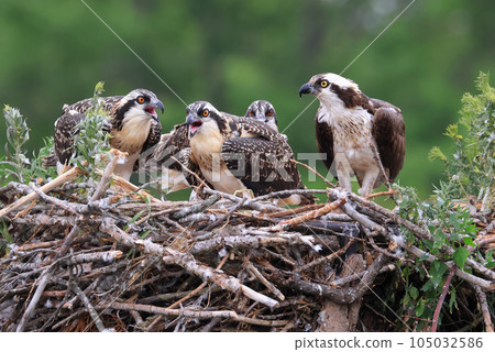 Osprey mother and chicks into the nest, Ontario, Canada Osprey mother and chicks into the nest, Ontario, Canada 105032586