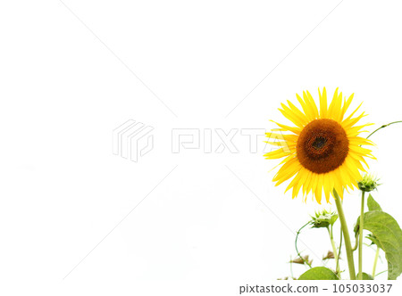The hot summer sunflower The hot summer sunflower 105033037
