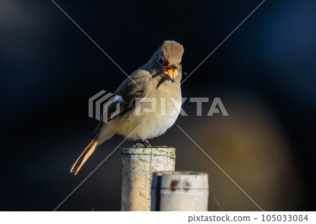 可愛的冬鳥 Daurian Redstart 女性 可愛的冬鳥 Daurian Redstart 女性 105033084