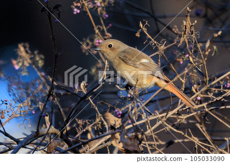 Adorable winter bird Daurian Redstart female 105033090