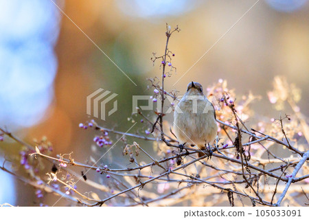可愛的冬鳥 Daurian Redstart 女性 可愛的冬鳥 Daurian Redstart 女性 105033091