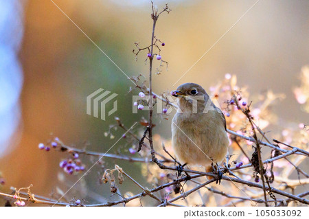 可愛的冬鳥 Daurian Redstart 女性 可愛的冬鳥 Daurian Redstart 女性 105033092