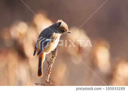 可愛的冬鳥 Daurian Redstart 女性 可愛的冬鳥 Daurian Redstart 女性 105033289
