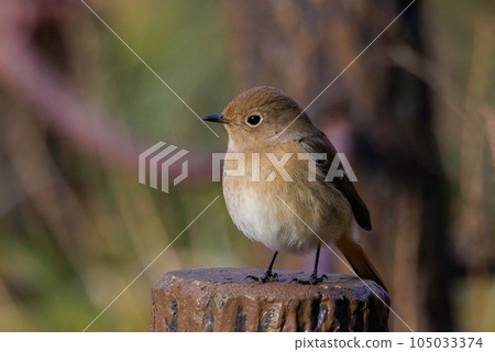 Adorable winter bird Daurian Redstart female Adorable winter bird Daurian Redstart female 105033374